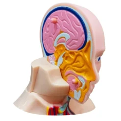 The Purple Cow The Human Body Advent Calendar: Educational Paper & Cardboard Winter Display 27 The Purple Cow The Human Body Advent Calendar: Educational Paper & Cardboard Winter Display -Northlight Shop GUEST 1b6741bb 509d 43ff bc0c d4c00fed6725