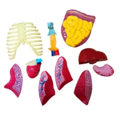 The Purple Cow The Human Body Advent Calendar: Educational Paper & Cardboard Winter Display 25 The Purple Cow The Human Body Advent Calendar: Educational Paper & Cardboard Winter Display -Northlight Shop GUEST 351efe0d 34c2 48a2 a9bc 06e0ddeeec42