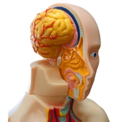 The Purple Cow The Human Body Advent Calendar: Educational Paper & Cardboard Winter Display 26 The Purple Cow The Human Body Advent Calendar: Educational Paper & Cardboard Winter Display -Northlight Shop GUEST 58df7db3 598b 4ea7 a852 c57a11bdf585