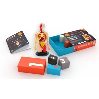 The Purple Cow The Human Body Advent Calendar: Educational Paper & Cardboard Winter Display 4 The Purple Cow The Human Body Advent Calendar: Educational Paper & Cardboard Winter Display - Image 2