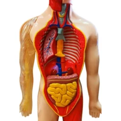 The Purple Cow The Human Body Advent Calendar: Educational Paper & Cardboard Winter Display 24 The Purple Cow The Human Body Advent Calendar: Educational Paper & Cardboard Winter Display -Northlight Shop GUEST bb5c4d55 1aff 4fbb bde5 363b0be86cd1