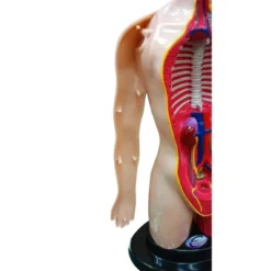 The Purple Cow The Human Body Advent Calendar: Educational Paper & Cardboard Winter Display 28 The Purple Cow The Human Body Advent Calendar: Educational Paper & Cardboard Winter Display -Northlight Shop GUEST c7be62e5 1d13 43e9 a171 15c684c97e49