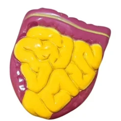 The Purple Cow The Human Body Advent Calendar: Educational Paper & Cardboard Winter Display 30 The Purple Cow The Human Body Advent Calendar: Educational Paper & Cardboard Winter Display -Northlight Shop GUEST ca62ec97 c27a 4219 93f2 ba15bcdd9ade