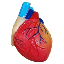 The Purple Cow The Human Body Advent Calendar: Educational Paper & Cardboard Winter Display 33 The Purple Cow The Human Body Advent Calendar: Educational Paper & Cardboard Winter Display -Northlight Shop GUEST f58c5d81 acf1 4bb7 9df8 51959dd1f4d1